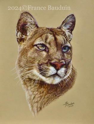 Puma Portrait - 38 hours
Sand Pastelmat
17" x 14"
Ref: My own photo